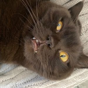 Meet your Posher, Masha